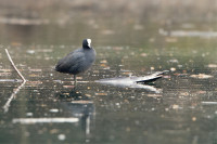 Biotopo del Rio Valsura