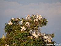 Prek Toal Waterbird Sanctuary