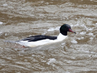 Vanhankaupunginlahti Bay