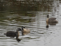 Westgate Park