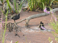 Yalukit Willam Nature Reserve