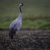 Rückhaltebecken Straussfurt