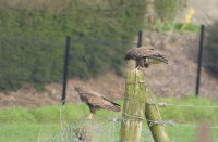 Parc du Chevalier - Prairies d'Hervin - Marais d'Athies