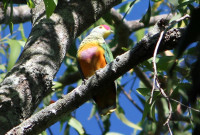 Litchfield National Park - Tjaetaba - Green Ant Creek