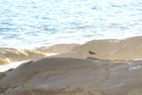 Cape Conran