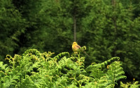 St Hubert Forest