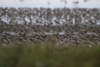 Mesmerizing Wader migration at Westhoek