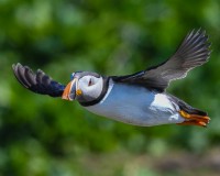 Farne Islands