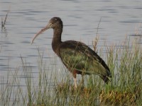 Goldcliff Lagoons