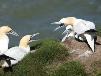 Bempton Cliffs