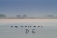 Oostvaardersplassen