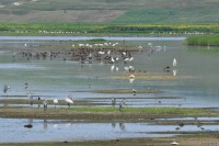 Hălceni lake and Miletin swamp