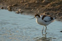 RSPB Middleton Lakes