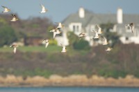 RSPB Hayle Estuary