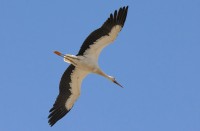 Reserva Natural Desembocadura del Río Guadalhorce