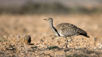 El Cotillo Plains