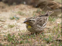 Les Maises de Can Plantada i Plandolit
