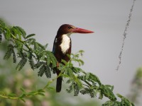 Yarkon River