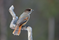 Stuttgonglie Naturreservat